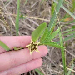 Virginia groundcherry thumbnail 2