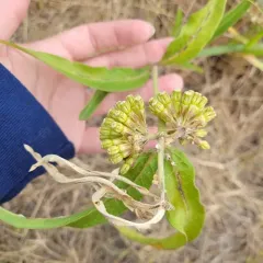 green comet milkweed thumbnail 4