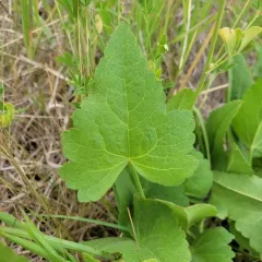 clustered poppymallow thumbnail 2