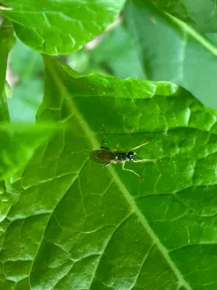 Xylomya simillima thumbnail 3