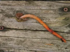 Phaeocollybia fallax thumbnail 4