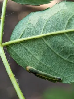 Rose Slug Sawfly thumbnail 1