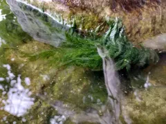 Cladophora glomerata thumbnail 2