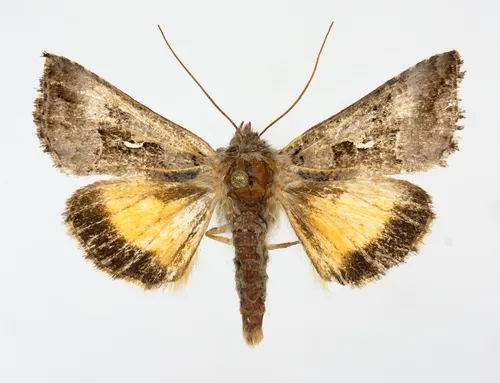 Small Gamma Looper Moth