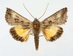 Small Gamma Looper Moth thumbnail 1