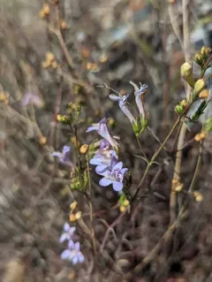 Riggins Penstemon thumbnail 1