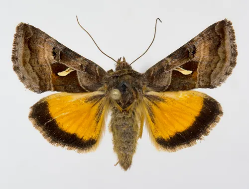 Mountain Beauty Moth