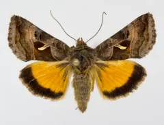 Mountain Beauty Moth thumbnail 1