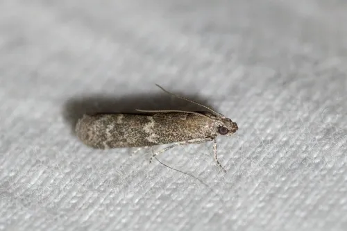 Eurythmia angulella