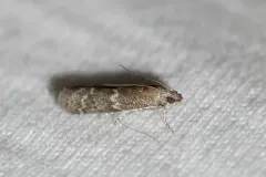 Eurythmia angulella thumbnail 1