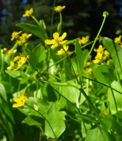 Mountain Buttercup thumbnail 4