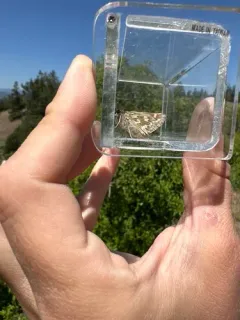 Lindsey's Skipper thumbnail 2