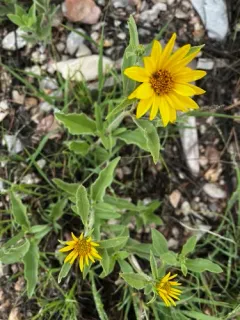 Little Sunflower thumbnail 3