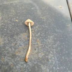 Mower's Mushroom thumbnail 4