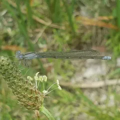 Slender Bluet thumbnail 4