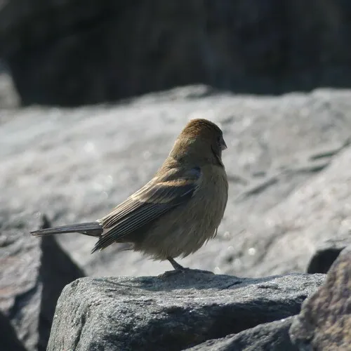 Blue Grosbeak