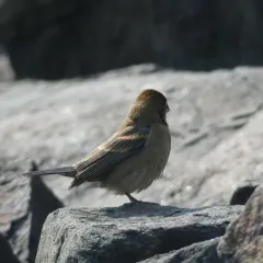 Blue Grosbeak thumbnail 1