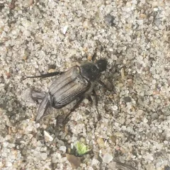 Sand Chafer thumbnail 2