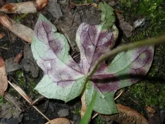 Cystiphora canadensis thumbnail 3