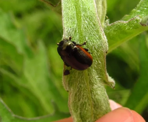 Chrysolina marginata