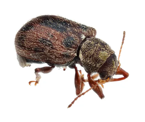 Xanthonia decemnotata