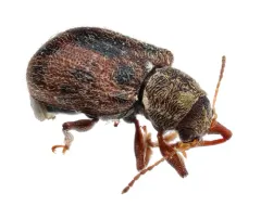 Xanthonia decemnotata thumbnail 1