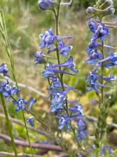 Kittitas larkspur thumbnail 3