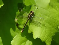 St. Croix Snaketail thumbnail 3