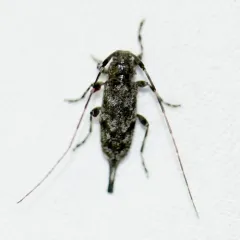 Little Flatface Longhorn Beetle thumbnail 3