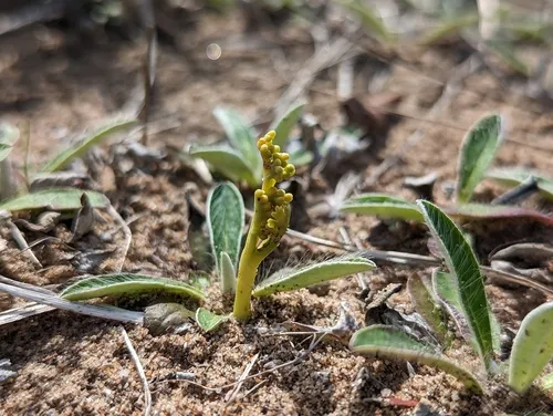 upswept moonwort