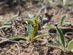 upswept moonwort thumbnail 1