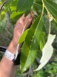Iteomyia salicifolia thumbnail 2