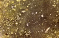 Starlet anemone thumbnail 4