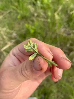 Uropyxis petalostemonis thumbnail 2