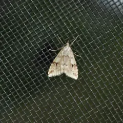 Washington Udea Moth thumbnail 3