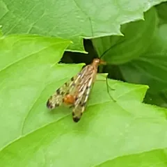 Forked Scorpionfly thumbnail 1