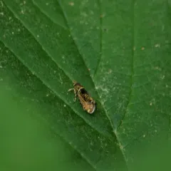 Glyphipterix quadragintapunctata thumbnail 4