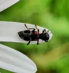 Enoclerus schaefferi thumbnail 3