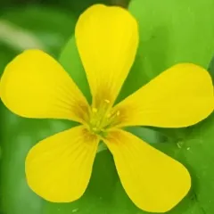 Suksdorf's woodsorrel thumbnail 2