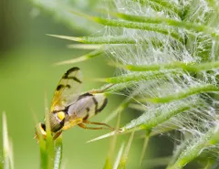 Bull Thistle Gall Fly thumbnail 4