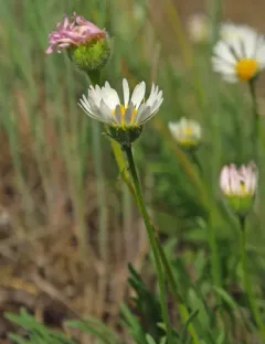 Snake River Daisy thumbnail 3