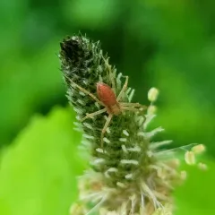 White-striped Running Crab Spider thumbnail 3