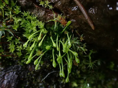 Gouty-moss