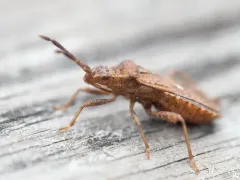 Ceraleptus pacificus thumbnail 3