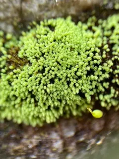 Elongate copper moss thumbnail 1