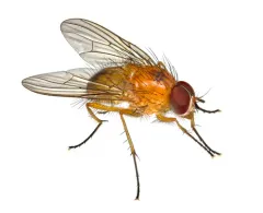 Thricops diaphanus thumbnail 2