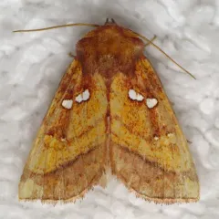 Loosestrife Borer Moth thumbnail 2