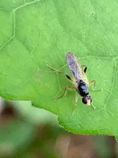 Cordilura pleuritica thumbnail 3