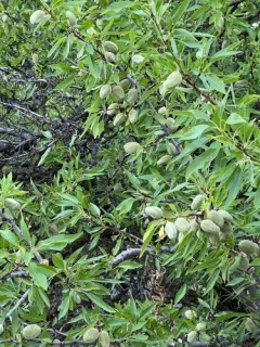 Almond thumbnail 2