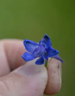 Two-spike Larkspur thumbnail 2